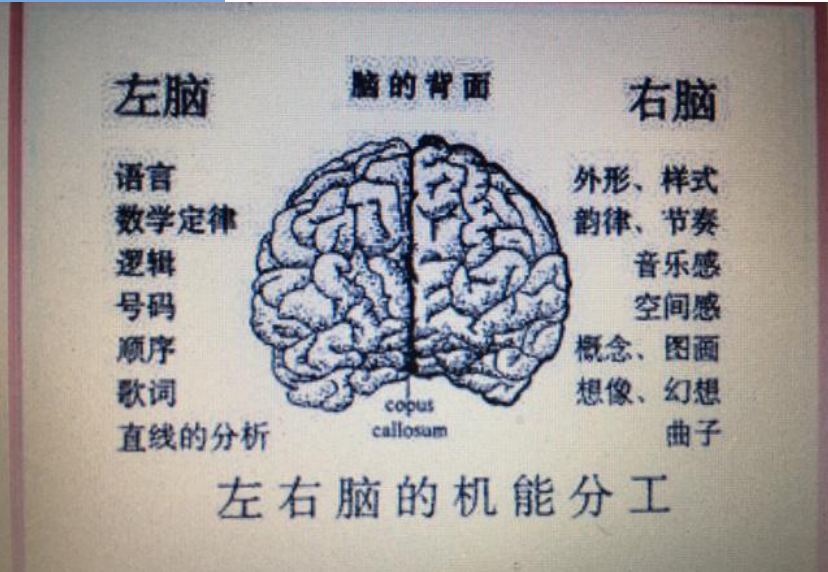 教育部：提高青少年學(xué)習(xí)力的重要途徑開發(fā)右腦